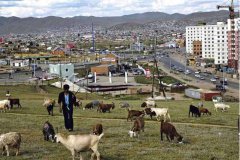 蒙古国签证及申请长期居留证注意事项